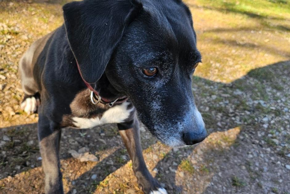 Fundmeldung Hund rassenmischung  Weiblich Lauzès Frankreich